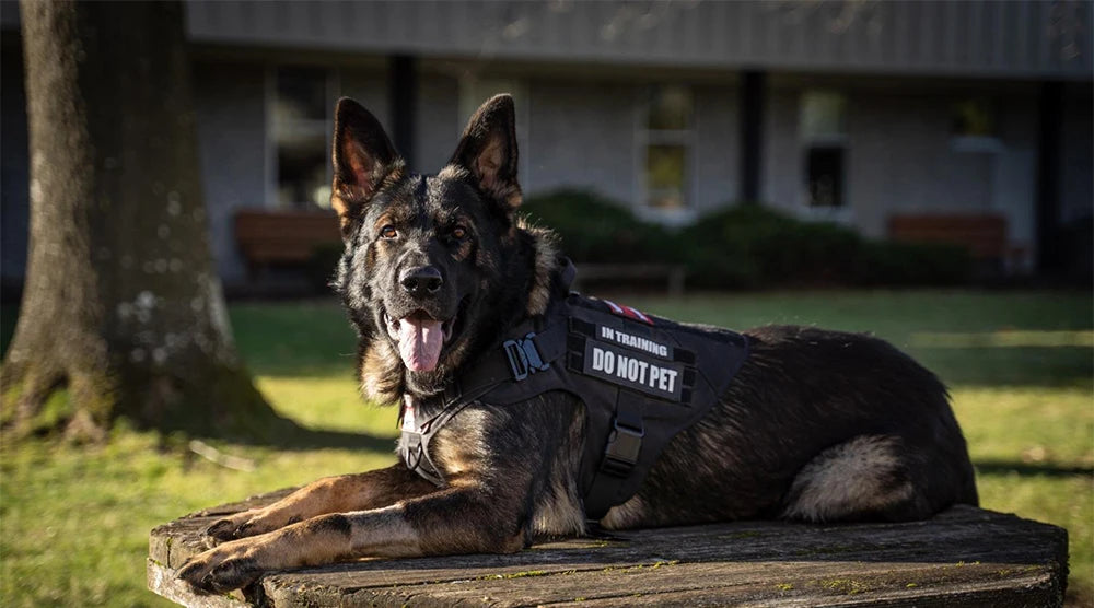 Tactical Dog Harness Vest