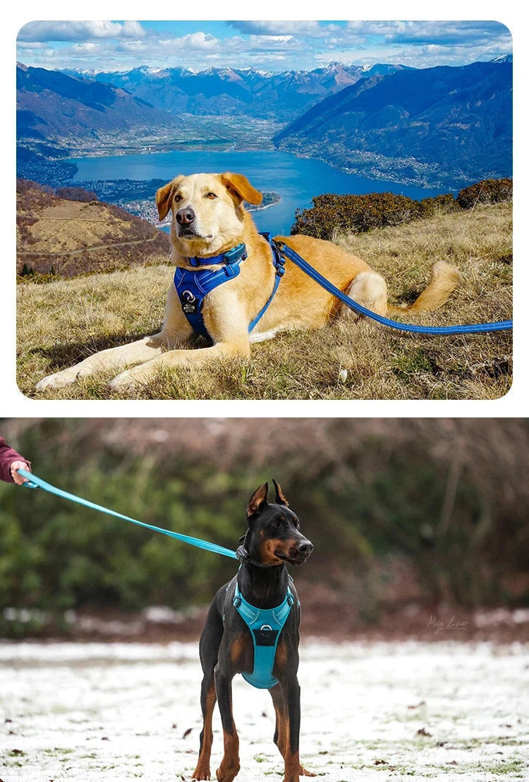 Dog Harness and Leash Set